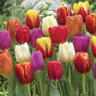 Festival of Tulips Thumbnail